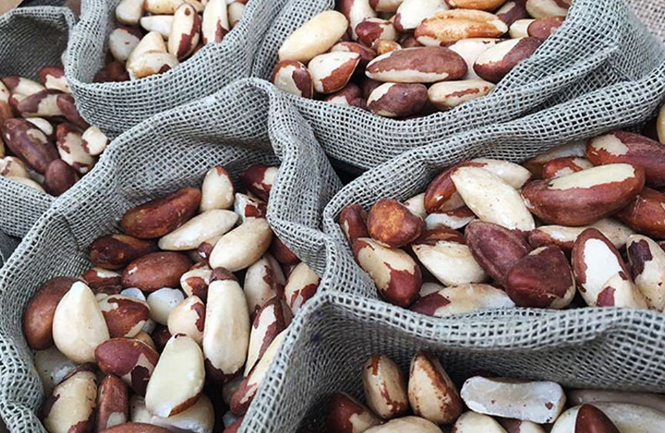 Exportación de Castañas Peruanas en Crecimiento