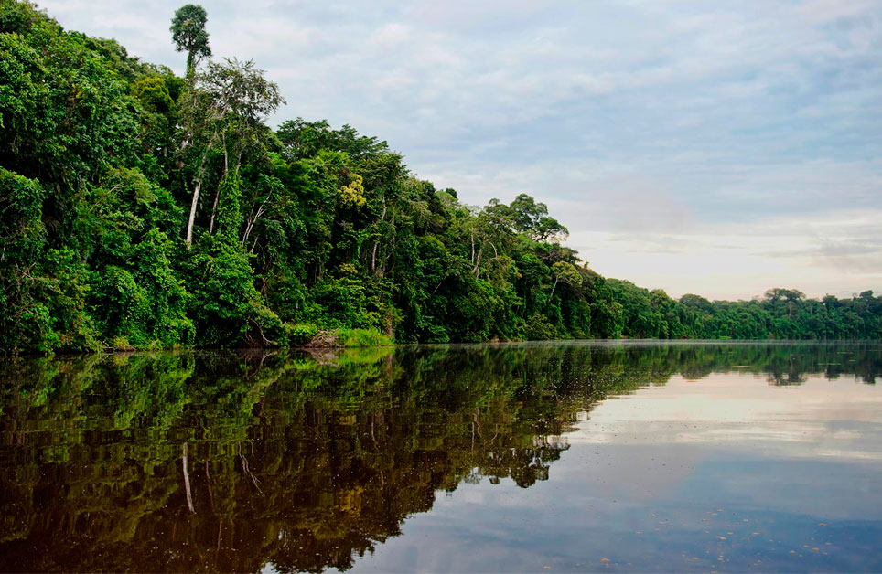 ¿Las castañas amazónicas pueden salvar los bosques amazónicos?