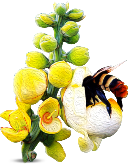 manutata flor abejorro